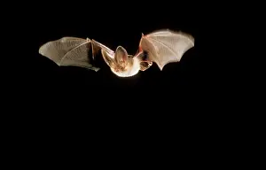 Plecotus: Brown / Common Long-eared / Long-eared BAT - in flight