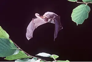 Bats: Brown / Common Long-eared / Long-eared BAT- IN FLIGHT