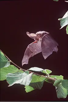 Bats: Brown / Common Long-eared / Long-eared BAT - IN FLIGHT
