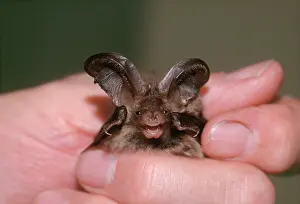 Handler: Brown / Common Long-eared / Long-eared BAT - in hand