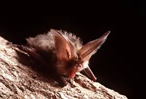 Bats: Brown / Common Long-eared / Long-eared BAT- on tree