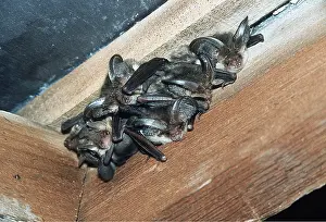 Bats: Brown / Common Long-eared / Long-eared BATS - roosting
