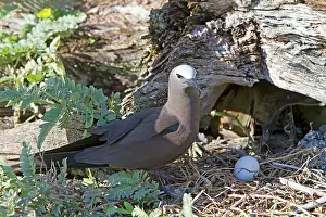 Anous: Brown / Common Noddy - at nest with egg