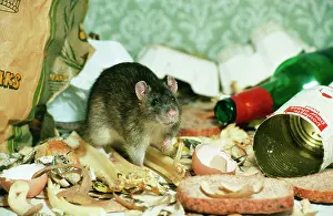 Norvegicus: BROWN / COMMON / NORWAY RAT