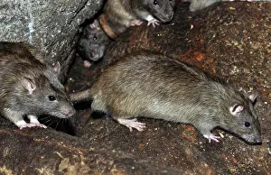 Norvegicus: Brown / Common / Norway Rat