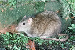 Rats: BROWN / COMMON / NORWAY RAT