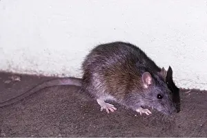Rats: BROWN / COMMON / NORWAY RAT