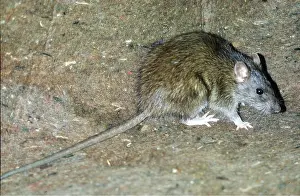 Rats: BROWN / COMMON / NORWAY RAT