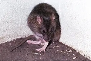Rats: BROWN / COMMON / NORWAY RAT