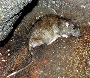 Norvegicus: Brown / Common / Norway Rat - adult male with descended