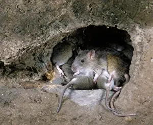 Norvegicus: Brown / Common / Norway Rat - at burrow with young