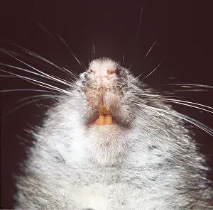 Incisors: BROWN / COMMON / NORWAY RAT - close-up of incisors