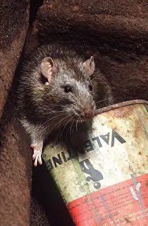Rats: BROWN / COMMON / NORWAY RAT - close-up on old tin