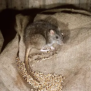 Sack: BROWN / COMMON / NORWAY RAT- close-up on sack