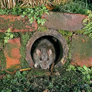 Norvegicus: BROWN / COMMON / NORWAY RAT - in drain pipe
