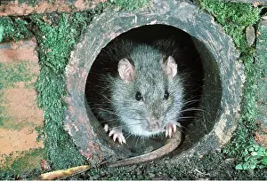 Pipe: BROWN / COMMON / NORWAY RAT- in drain pipe