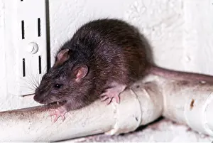 Rats: BROWN / COMMON / NORWAY RAT - on drainpipe