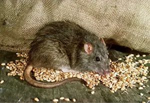 Sack: BROWN / COMMON / NORWAY RAT - eating grain spilt from sack