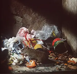 Elizabeth Bomford: BROWN / COMMON / NORWAY RAT feeding on refuse