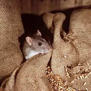 Sack: BROWN / COMMON / NORWAY RAT - in grain sack