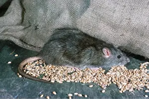 Rats: BROWN / COMMON / NORWAY RAT- in grain store