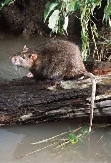 Rats: BROWN / COMMON / NORWAY RAT - on log in river