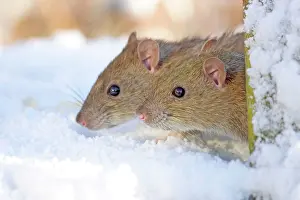 Norvegicus: Two Brown / Common / Norway Rat - Looking out