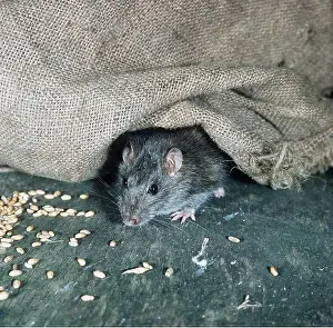 Sack: BROWN / COMMON / NORWAY RAT - under sack