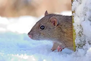 Norvegicus: Brown / Common / Norway Rat - in Snow