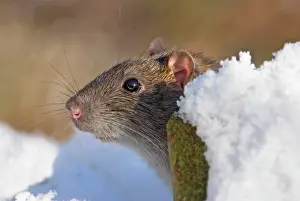 Norvegicus: Brown / Common / Norway Rat - in Snow