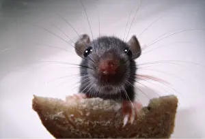 Andrey Zvoznikov: BROWN / COMMON / NORWAY RAT- Front view of young