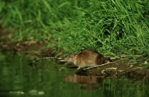 Norvegicus: BROWN / COMMON / NORWAY RAT - by water edge on riverbank