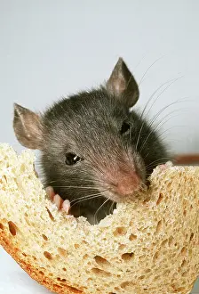 Andrey Zvoznikov: BROWN / COMMON / NORWAY RAT - young eating bread