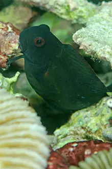 Blenny: Brown Coral Blenny in coral Wainilu dive site, Rinca