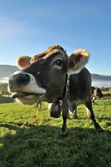 Snouts: Brown cow on pasture, Weitnau, Upper Allgaeu, Bavaria