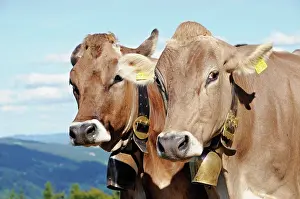 Bovines: Two brown cows, Oberstaufen on Huendle Mountain