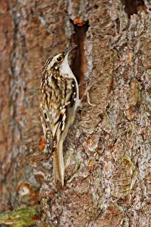 Certhia: Brown Creeper