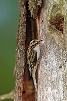 Certhia: Brown Creeper