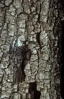 Certhia: Brown Creeper
