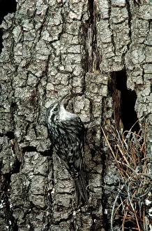 Certhia: Brown Creeper at nest in dead oak