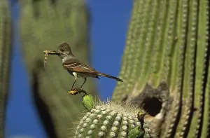 Myiarchus: Brown-crested Flycatcher