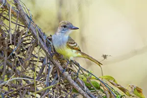 Myiarchus: Brown-crested Flycatcher
