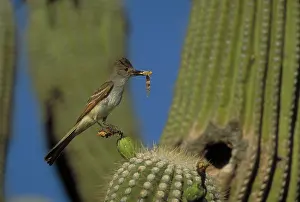 Myiarchus: Brown-Crested Flycatcher