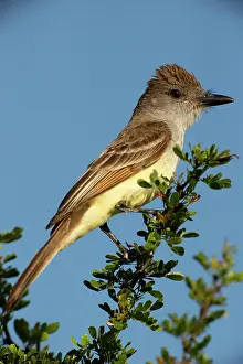 Mary: Brown-crested flycatcher on branch, South Texas, USA