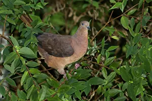 Macropygia: Brown Cuckoo-dove