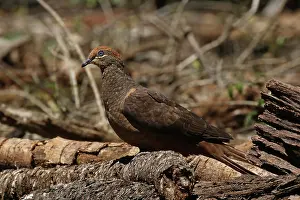Macropygia: Brown Cuckoo-Dove