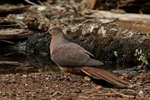 Macropygia: Brown Cuckoo-Dove