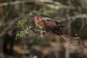 Macropygia: Brown Cuckoo-Dove