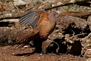 Macropygia: Brown Cuckoo-Dove