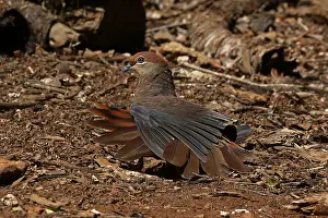 Macropygia: Brown Cuckoo-Dove